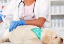 关于狗狗癌症疫苗的必要性（狗狗的健康需要我们共同守护）