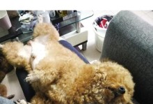 泰迪犬月经的反应与护理（了解泰迪犬月经期间的变化，做好相应的护理工作）