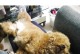 泰迪犬月经的反应与护理（了解泰迪犬月经期间的变化，做好相应的护理工作）