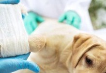犬瘟病引发的狗脚垫变化（了解犬瘟对狗脚垫的影响，保护你的爱犬）