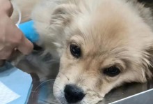 狗狗抽搐和叫声的原因剖析（探究狗狗抽搐和叫声背后的关键问题及解决方法）