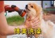 初生小狗的洗澡时间及注意事项（初生小狗洗澡频率、洗澡工具和洗澡前后的注意事项）