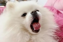 如何改善博美犬的毛发问题？（探寻博美毛发问题背后的“美毛食物”）