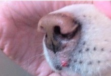 狗狗下嘴唇出现白色斑点的原因（探寻狗狗口腔问题的可能病因及解决方法）