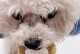 狗狗换牙指南（如何正确照顾你的狗狗在换牙期间？）