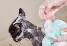 猫生完宝宝后多久才能洗澡？（洗澡对产后猫妈咪和幼猫的影响及注意事项）