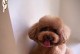 泰迪犬养育之路（了解泰迪犬的育苗需求，让它健康快乐成长）