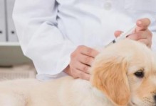 狗狗打疫苗前后几天不能用药（宠物健康问题的必备知识，以及避免错误用药的方法）