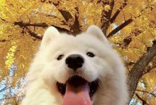带回家一只萨摩耶需要注意的事项（关于照顾新买回来的萨摩耶，你需要知道的15个要点）