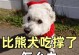 比熊犬吐了的常见问题解析（为什么比熊犬会吐？如何处理比熊犬的呕吐问题？）