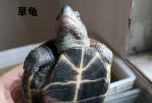 养中华花龟的寓意与意义（传承中华文化的守护者——养中华花龟）
