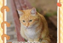 猫咪为什么会毛变少？（探究猫咪毛发减少的原因及解决方法）
