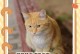 猫咪为什么会毛变少？（探究猫咪毛发减少的原因及解决方法）