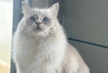 如何给猫洗澡？（选择合适的猫洗澡用品，让你的猫咪愉快沐浴）
