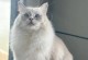 如何给猫洗澡？（选择合适的猫洗澡用品，让你的猫咪愉快沐浴）