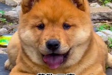 黄狗的特点——活泼可爱的家庭宠物（了解黄狗的乐活生活，与其共同成长）