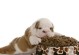 如何为3个月大的狗科学地喂食？（掌握狗狗饮食的要点，让它健康成长！）