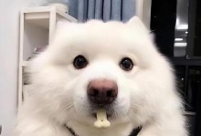 萨摩耶一个月大的饮食需求（了解萨摩耶狗狗的饮食习惯及喂养注意事项）