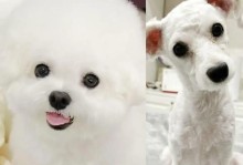 比熊幼犬的长毛特点及养护知识（探秘比熊幼犬长毛的原因和如何科学护理）