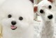 比熊幼犬的长毛特点及养护知识（探秘比熊幼犬长毛的原因和如何科学护理）