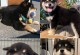 柴犬定点上厕所心得——培养规律排尿习惯（让你的柴犬定时、定点上厕所，告别随地大小便的困扰）