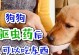狗狗洗完澡后多久可以进食？（合理安排饮食时间对狗狗健康至关重要）
