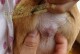 泰迪肛门腺挤压频率如何？（探讨泰迪犬肛门腺挤压的时间间隔和注意事项）