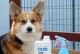 细小消毒液对狗狗有害吗？（了解细小消毒液的成分和使用方法，保护宠物健康）