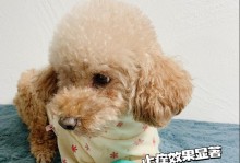 狗狗耳朵为何发红？（探索耳朵发红的原因与解决方法）