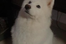 狗狗缝合术后的疼痛缓解时间（探索狗狗缝合术后的疼痛消退时间及注意事项）