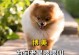 狗狗的叫声是什么意思？（探究狗狗叫声背后的含义和原因）