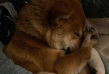 宠物小狗与人类共享床铺的故事（萌犬入睡，人类感受满满）