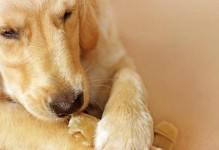 探秘大爪子狗的品种（了解大爪子狗的神秘身世与特点）