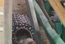 小母狗来事的周期和特征（揭秘小母狗生理周期的秘密，帮助你更好地照顾它们）