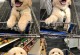 金毛幼犬1个月训练攻略（培养金毛幼犬良好的习惯与基本技能）