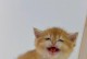 猫咪的狂犬病预防计划（打狂犬针，保护毛孩的健康）
