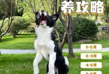 2个月大的狗狗适宜食物选择（为你的小狗提供健康营养的饮食）