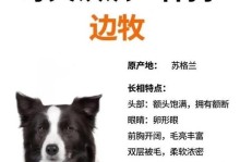 狗狗智商排名前8位的品种是哪些？（揭秘狗狗智商排行榜，你的狗狗在榜上吗？）