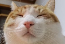 小猫为什么不拉屎？（探索小猫不拉屎的原因及解决方法）