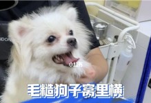 如何正确给博美犬洗澡（细节决定一切，让博美犬洗个舒服澡）