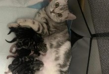 猫咪分娩前的特征（猫咪分娩前的特征及注意事项）