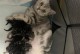 猫咪分娩前的特征（猫咪分娩前的特征及注意事项）