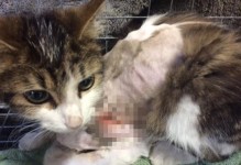 神奇的猫咪（解密猫咪身体结构与自保机制，探索摔不死之谜）
