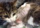 神奇的猫咪（解密猫咪身体结构与自保机制，探索摔不死之谜）