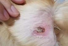 金毛犬常见皮肤病导致掉毛的原因及治疗方法（揭秘金毛犬掉毛问题背后的真相，帮您解决犬友们的困扰）