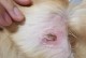 金毛犬常见皮肤病导致掉毛的原因及治疗方法（揭秘金毛犬掉毛问题背后的真相，帮您解决犬友们的困扰）