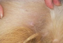 揭开狗肚子上的包之谜（狗肚子上的包是什么？你需要知道的一切）