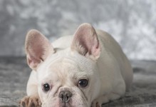 寻找健康宠物犬的首选——遗传病零记录（以什么犬没有遗传病？给你最佳选择！）