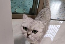 猫如何通过饮食降火？（探索猫咪食谱中的降火食材）