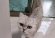 猫如何通过饮食降火？（探索猫咪食谱中的降火食材）